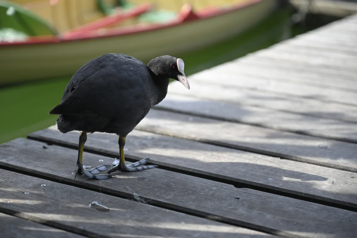 Bootsvermietung am Pfäffikersee.